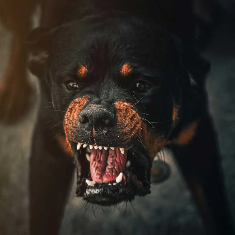 agressive-dog-93634905 agressive-dog-93634905