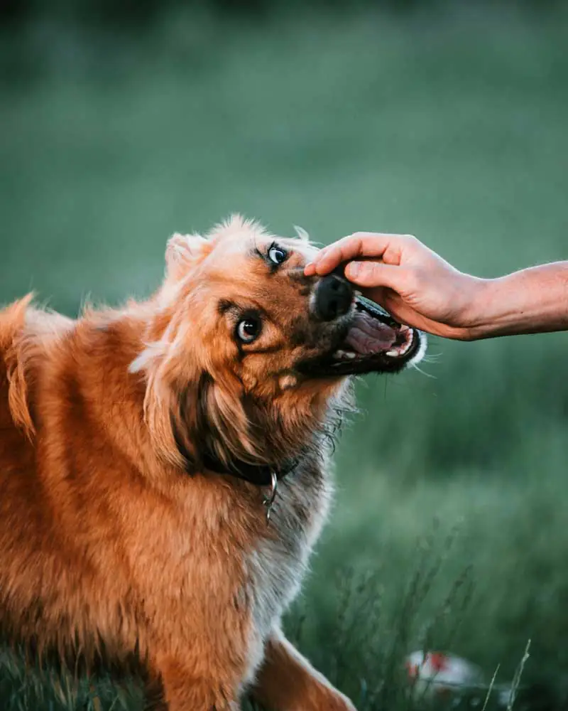 dog-bite-35687 dog-bite-35687