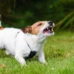 Pet Insurance Cover Dog Bites in Pennsylvania